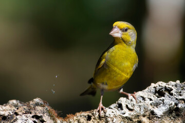 Cute little yellow bird. European Greenfinch. (Chloris chloris). Green nature background.