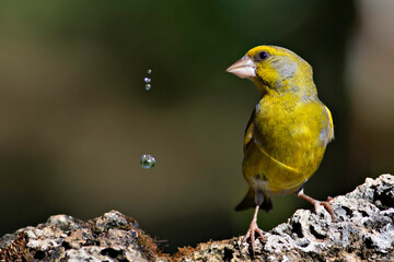 Cute little yellow bird. European Greenfinch. (Chloris chloris). Green nature background.