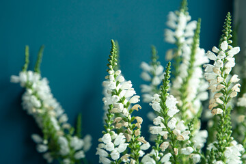 Natural background, small white flowers on a blue background.