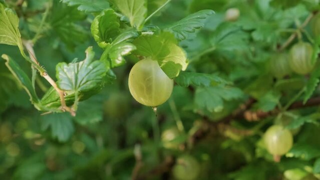 Fresh ripe gooseberry growing in the garden. Agriculture or gardening concept. Close up. 4k video
