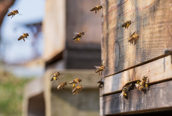 Several bees in detail as they return to a wooden bee hive with pollen cups on the back legs full...