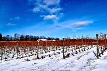 snow covered vineyard