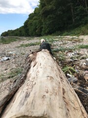 Skewed ground perspective of a long timber found on the beach with thick forest in the background 