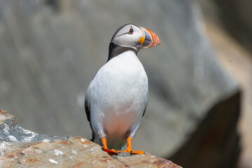 Cute atlantic puffin - Fratercula arctica - standing on stone with brown rocks of cliff in...