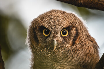 Baby owl staring with huge eyes