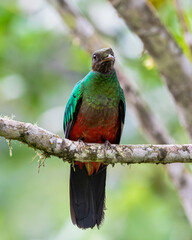 Sacred bird of the Mayan culture, Quetzal