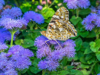 butterfly 208