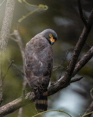 Roadside hawk staring