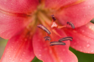 Dew drops on the petal of a red garden lily.