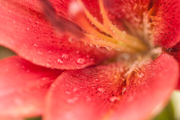 Dew drops on the petal of a red garden lily.
