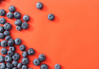 Large blueberries on a red background, close-up