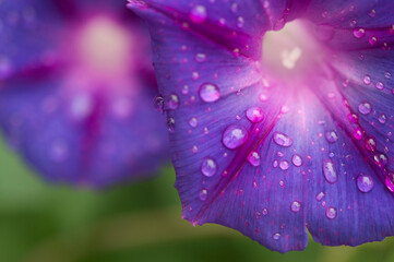 Morning Glory Flower Ipomoea violacea with dew drops