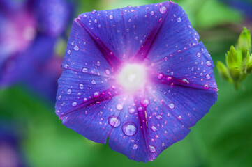 Morning Glory Flower Ipomoea violacea with dew drops