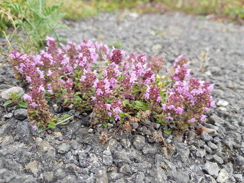 Calcareous grassland with flowering of common thyme