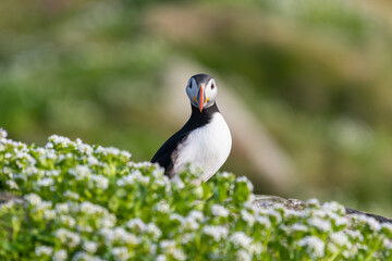 Cute atlantic puffin - Fratercula arctica standing in flowers with green background. Photo from Hornoya Island at Varanger Penisula in Norway.