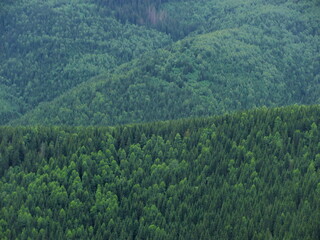Forest from a bird's eye view