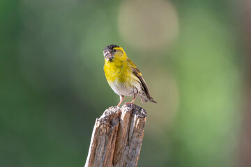 Eurasian siskin - Spinus spinus - perched with green background. Photo from Kaamanen, Lapland in Finland	