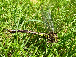 dragon-fly in grass on the ground