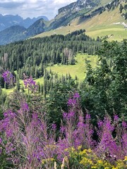 spring in the mountains lavender Switzerland