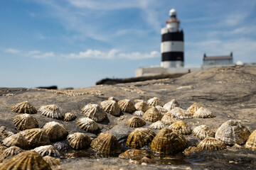 The Hook Lighthouse on the coast of Wexford in Ireland on the Hook Head in the Hook peninsula is the oldest functioning lighthouse in the world. On a sunny day with barnacles in the foreground - 520410179