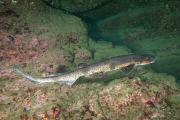 A lesser spotted dogfish in the cold waters of Ireland near the lighthouse n the Hook peninsular....