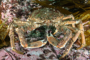 An Atlantic spider crab in the cold waters of Ireland near the lighthouse n the Hook peninsular. These fish are fairly common for scuba divers to find