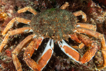 An Atlantic spider crab in the cold waters of Ireland near the lighthouse n the Hook peninsular. These fish are fairly common for scuba divers to find