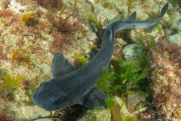 A lesser spotted dogfish in the cold waters of Ireland near the lighthouse n the Hook peninsular....