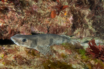 Obraz na płótnie Canvas A lesser spotted dogfish in the cold waters of Ireland near the lighthouse n the Hook peninsular. These fish are fairly common for scuba divers to find