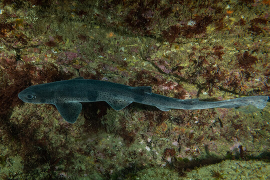 A lesser spotted dogfish in the cold waters of Ireland near the lighthouse n the Hook peninsular. These fish are fairly common for scuba divers to find