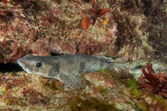 A lesser spotted dogfish in the cold waters of Ireland near the lighthouse n the Hook peninsular. These fish are fairly common for scuba divers to find