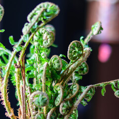 fern leaves, magical fern awakening time in spring, fern leaf bud, green fern leaves