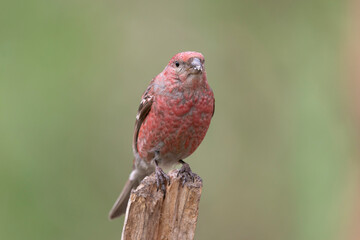 Pine grosbeak - Pinicola enucleator - colorful male standing perched with green background. Photo from Kaamanen, Lapland in Finland.