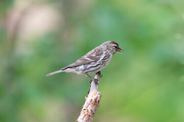 Common redpoll or mealy redpoll - Acanthis flammea - perched with green background. Photo from Kaamanen, Lapland in Finland.