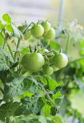 Small green tomatoes growing on a bush tomato plant 