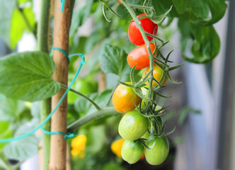 Rank of small tomatoes in green, yellow and red colors growing on tomato plants  in a balcony