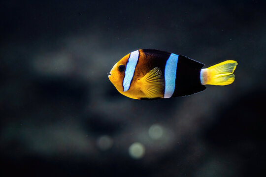 Sebae clownfish or Amphiprion sebae swimming in the sea, also known as the sebae clownfish, is an anemonefish found in the northern Indian Ocean