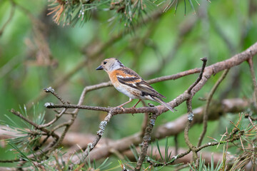 Colorful brambling - Fringilla montifringilla - perched with green background. Photo from Kaamanen, Lapland in Finland