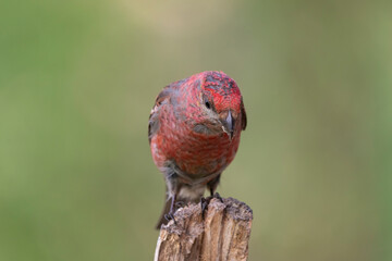 Pine grosbeak - Pinicola enucleator - colorful male perched on green background. Photo from Kaamanen, Lapland in Finland.