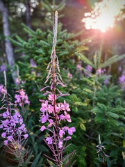 flowers after rain