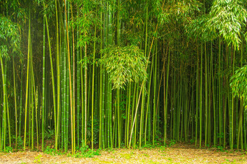 Beautiful thickets of bamboo in the park, natural texture background.