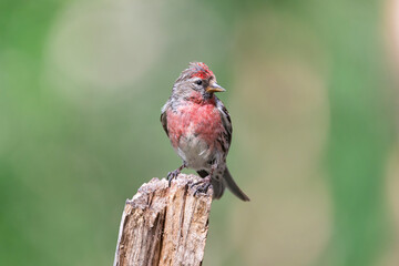 Common redpoll or mealy redpoll - Acanthis flammea - perched with green background. Photo from Kaamanen, Lapland in Finland.