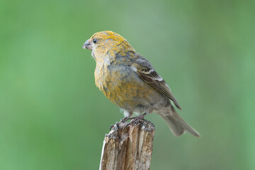 Portrait of pine grosbeak - Pinicola enucleator - female in yellow plumage perched with light green background. Photo from Kaamanen, Lapland in Finland.