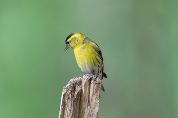 Obraz premium Eurasian siskin - Spinus spinus - perched with green background. Photo from Kaamanen, Lapland in Finland 