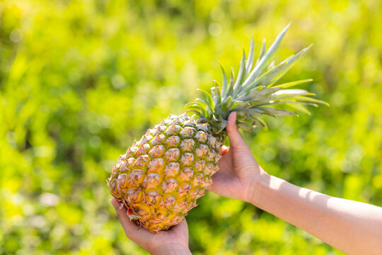 Hold with pineapple harvest under sunlight