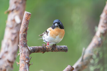 Colorful brambling - Fringilla montifringilla - perched with green background. Photo from Kaamanen, Lapland in Finland.