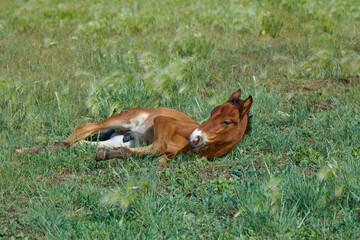 The foal is resting lying on the soft green grass