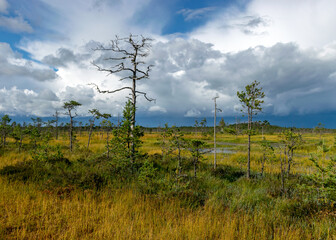 view of the bog in autumn, beautiful bog vegetation, traditional pines, grass, moss and lichens in autumn colors, autumn time in nature, Palsu bog, Jumgurd parish, Erglu region, Latvia