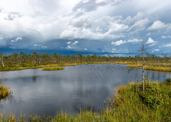 view of the bog in autumn, beautiful bog vegetation, traditional pines, grass, moss and lichens in autumn colors, autumn time in nature, Palsu bog, Jumgurd parish, Erglu region, Latvia