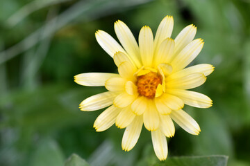 Yellow flowers of Calendula officinalis close-up. Yellow flowers close-up macrophotography.
